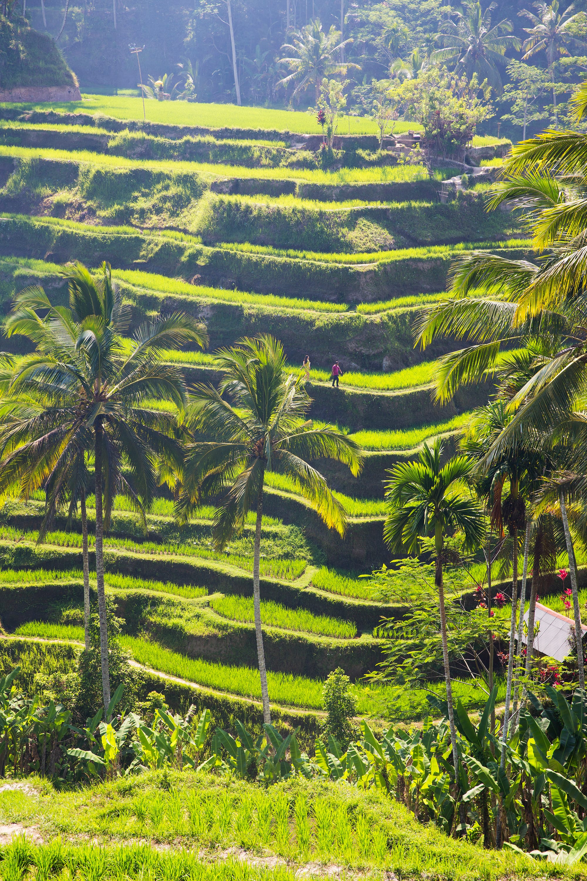 Arrozales verdes de Bali en Ubud, Indonesia